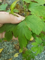 Xanthorhiza simplicissima