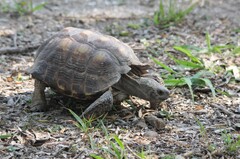 Gopherus berlandieri