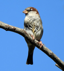 Passer domesticus