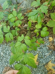 Xanthorhiza simplicissima