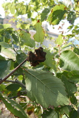 Eriosoma lanuginosum