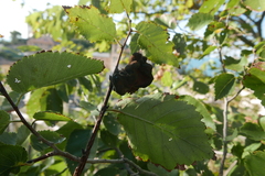 Eriosoma lanuginosum