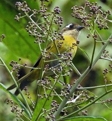 Chlorospingus flavopectus