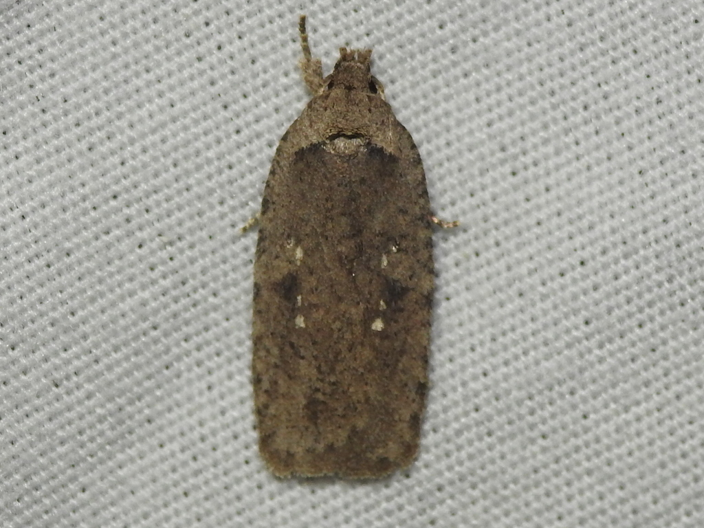 Agonopterix clemensella from Corder, MO 64021, USA on September 30