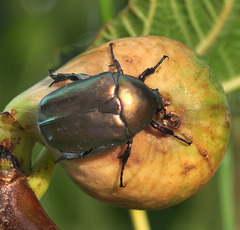 Protaetia cuprea brancoi