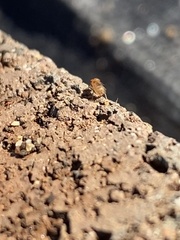 Drosophila tripunctata