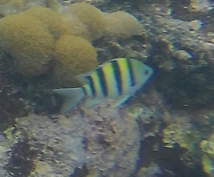 Abudefduf vaigiensis