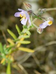 Chaenostoma caeruleum