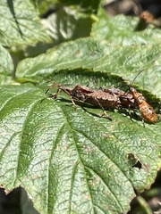 Leptoglossus clypealis