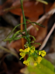 Erysimum cheiranthoides