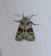 Lacinipolia laudabilis