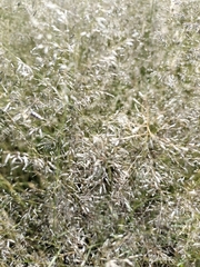 Eragrostis lehmanniana