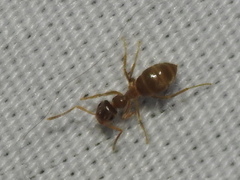 Lasius americanus