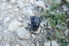 Pentodon bidens punctatus