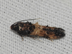 Walshia miscecolorella