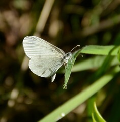 Leptidea sinapis
