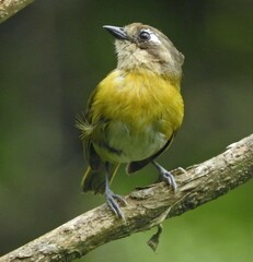 Chlorospingus flavopectus