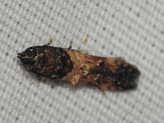 Walshia miscecolorella