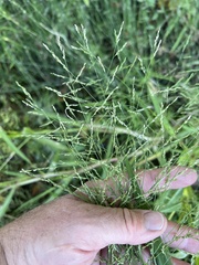 Panicum dichotomiflorum