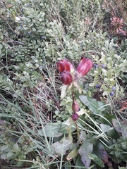 Gentiana purpurea