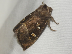 Papaipema nebris