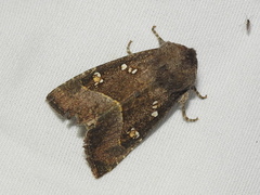 Papaipema nebris