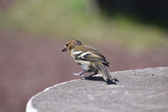 Fringilla coelebs moreletti