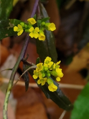 Erysimum cheiranthoides