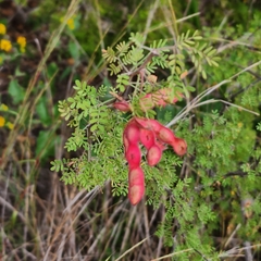 Mimosa aculeaticarpa