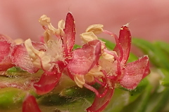 Passerina falcifolia