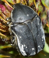Protaetia oblonga