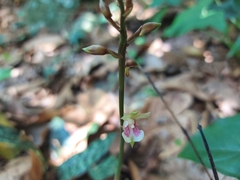 Eulophia maculata