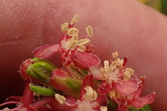 Passerina falcifolia