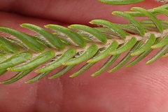 Passerina falcifolia