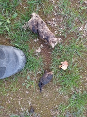 Canis lupus italicus