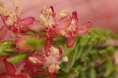 Passerina falcifolia