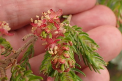 Passerina falcifolia