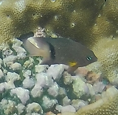 Plectroglyphidodon dickii