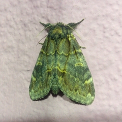 Notodonta dromedarius