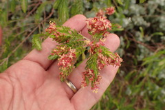 Passerina falcifolia
