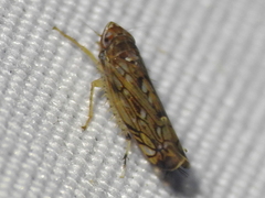 Scaphoideus
