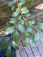 Ilex coriacea