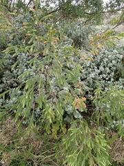 Passerina falcifolia