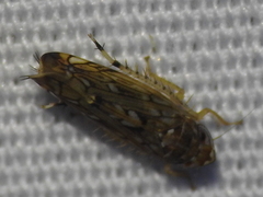 Scaphoideus