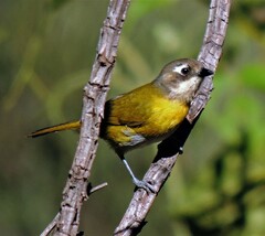 Chlorospingus flavopectus