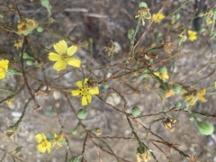 Deinandra paniculata