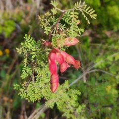 Mimosa aculeaticarpa