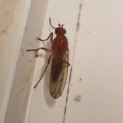 Heleomyzidae