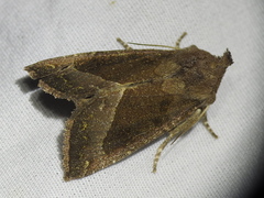 Papaipema nebris