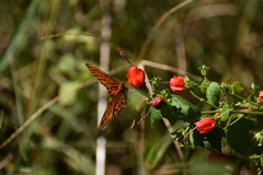 Malvaviscus arboreus drummondii
